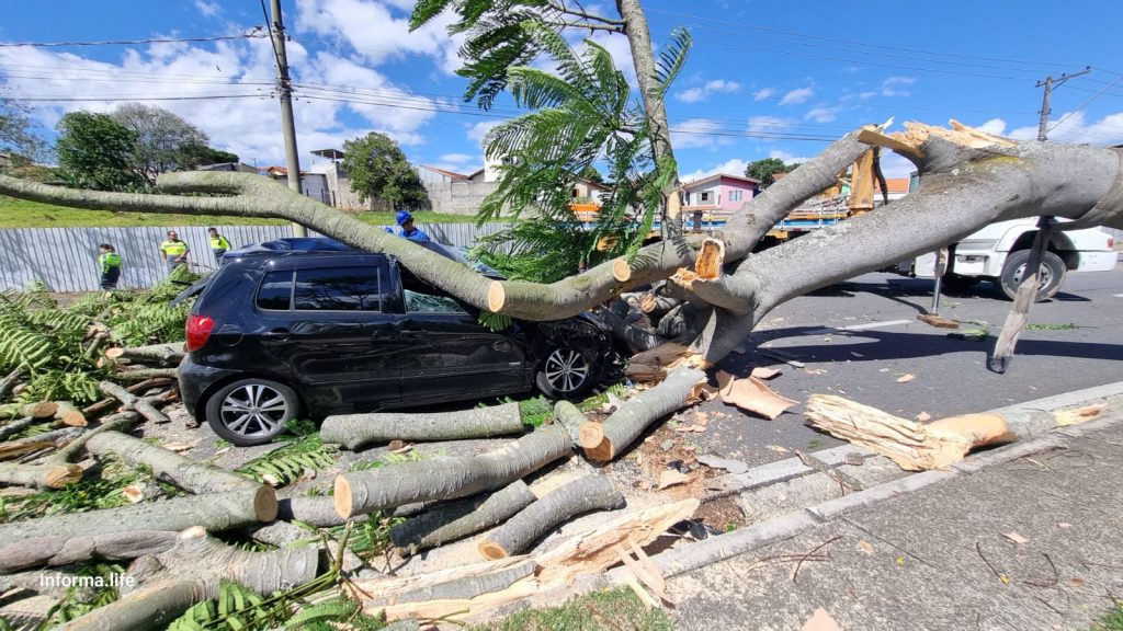 Árvore de grande porte cai em carro, com homem dentro, na avenida Salinas em São José dos Campos