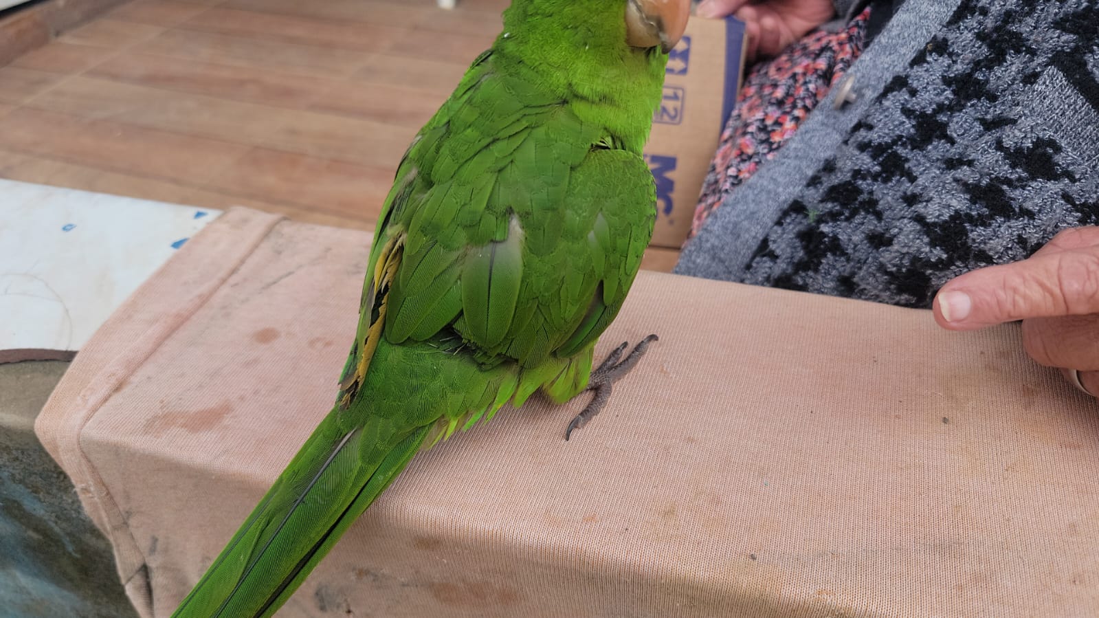 Polícia Ambiental autua moradora de Igaratá por maus-tratos a aves  