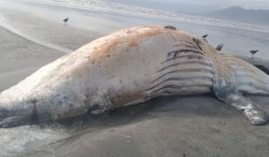Visita gigante: Baleia de 10 metros é encontrada morta em Caraguatatuba