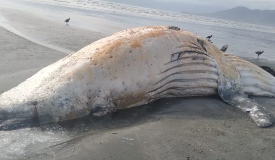 Visita gigante: Baleia de 10 metros é encontrada morta em Caraguatatuba