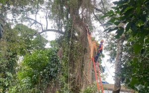 Árvore centenária é cortada em Ilhabela para evitar risco a residências