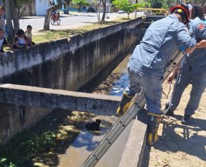 Cachorro cego cai em canal de drenagem e é resgatado pelos Bombeiros em São Sebastião