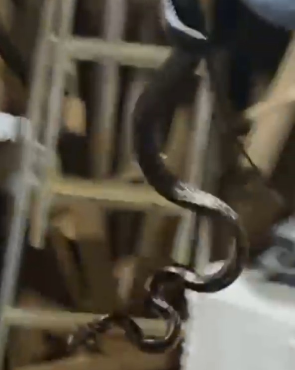 Cobra de grande porte é capturada dentro de casa no bairro da Almada, em Ubatuba