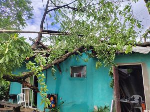 Bombeiros removem árvore caída sobre casa em Ilhabela