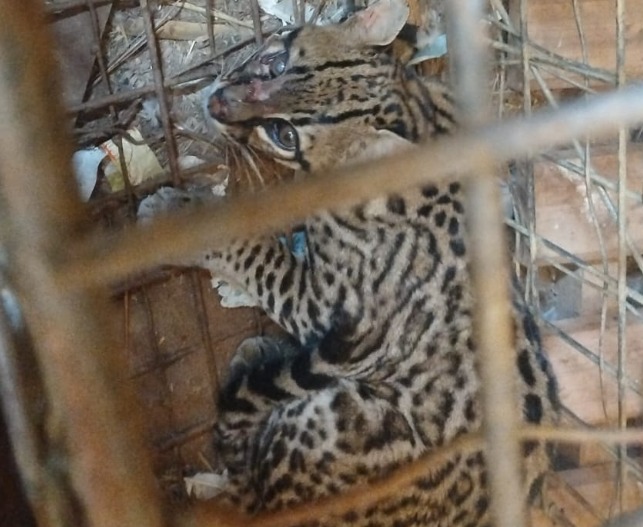 Jaguatirica capturada em galinheiro é devolvida à natureza na zona norte