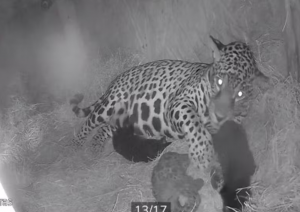 Onça-pintada Zuri dá à luz a três filhotes em Taubaté