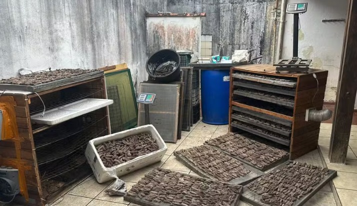 Homem é preso com quase 60 kg de pepino-do-mar em Ubatuba; espécie ameaçada de extinção