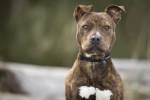 Tutor de cão indenizará vizinhos pela morte de pet