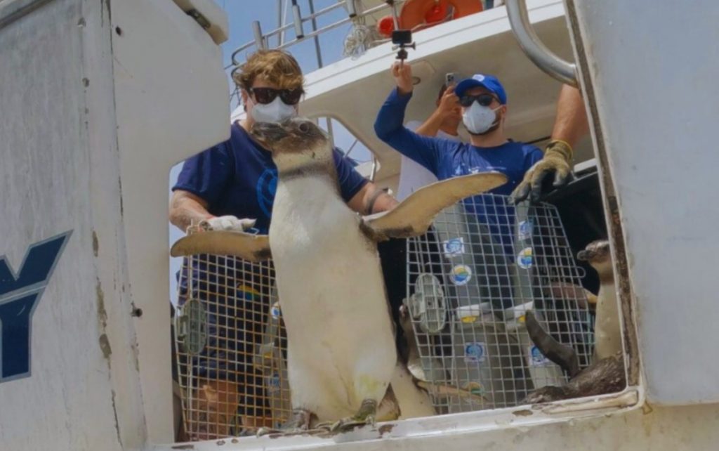 17 pinguins reabilitados são devolvidos ao mar na costa de Ubatuba!