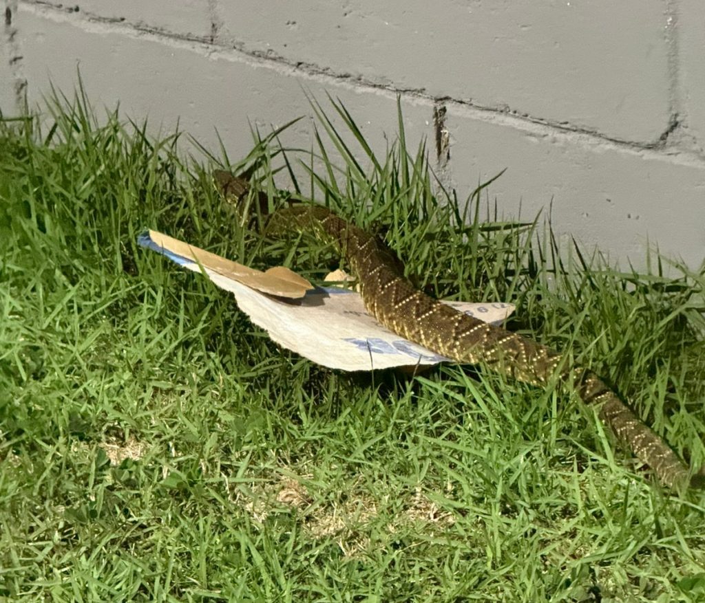 Morador encontra cascavel e aciona bombeiros no Urbanova