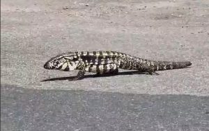 Teiú é flagrado passeando em estacionamento de supermercado no Aquarius
