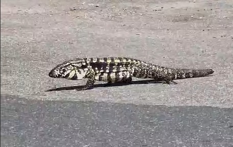 Teiú é flagrado passeando em estacionamento de supermercado no Aquarius
