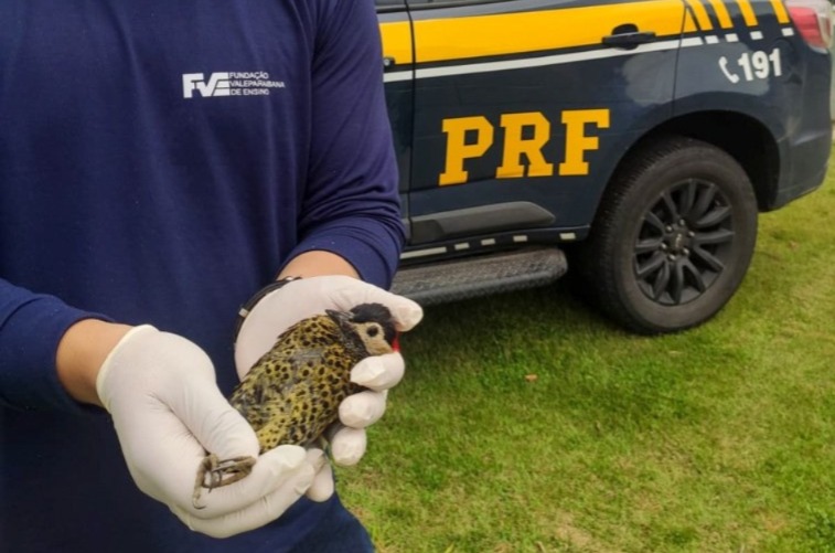 PRF resgata ave silvestre em Caçapava