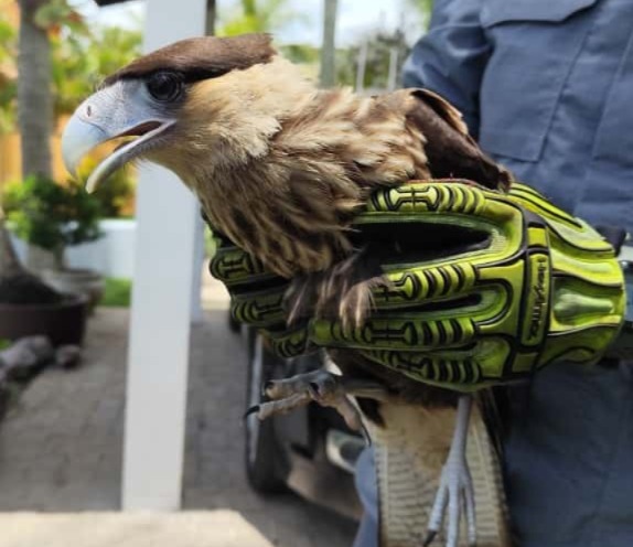Ave silvestre ferida é resgatada por bombeiros em Caraguatatuba  