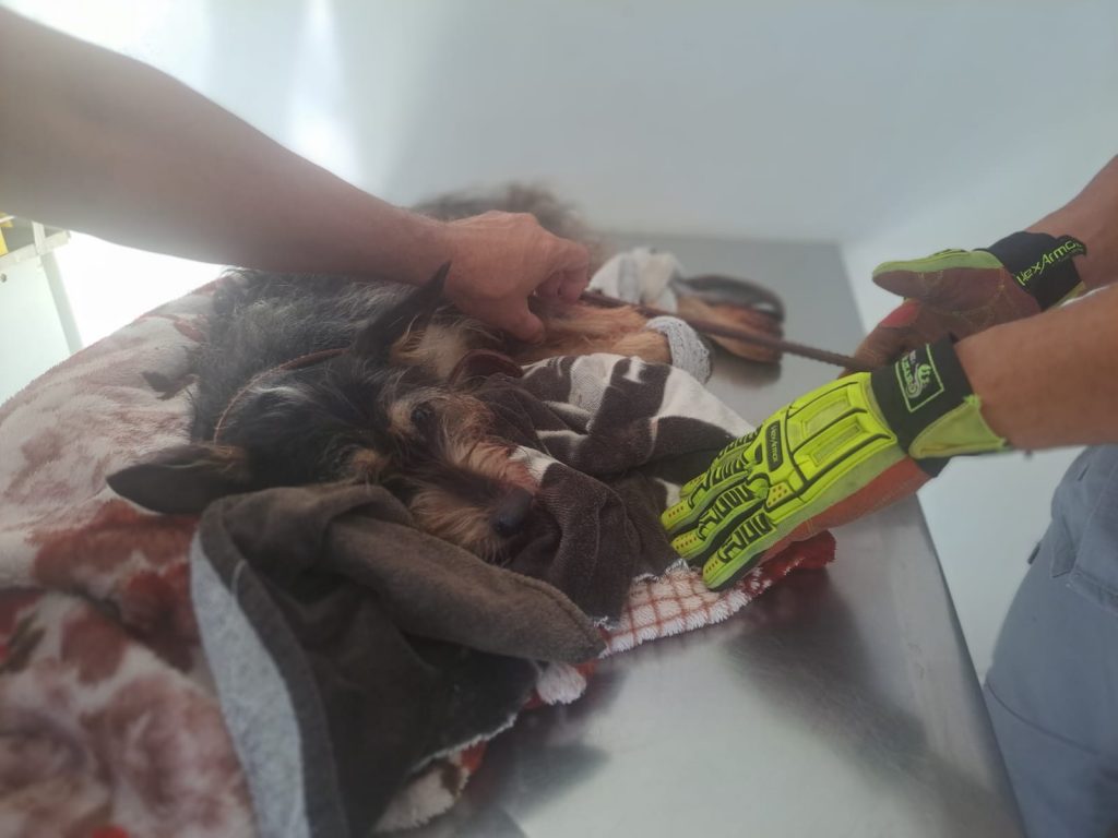 Resgate de cadela transfixada por vergalhão emociona e mobiliza bombeiros!