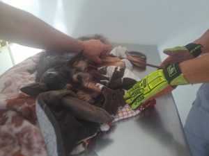 Resgate de cadela transfixada por vergalhão emociona e mobiliza bombeiros!