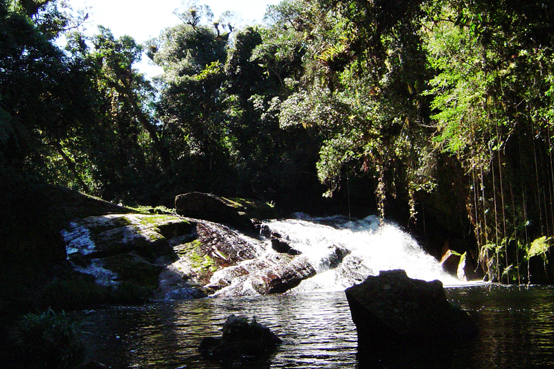 Parque Estadual da Serra do Mar – Núcleo Santa Virgínia (São Luiz do Paraitinga)