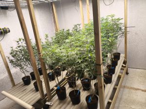 Operação contra o tráfico apreende 74 pés de maconha em Ubatuba!