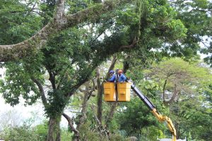 Força-tarefa de poda preventiva de árvores na zona sul de São José dos Campos