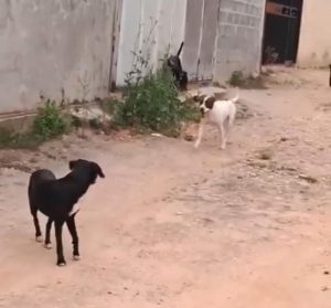 Ocorrência ataque de cães