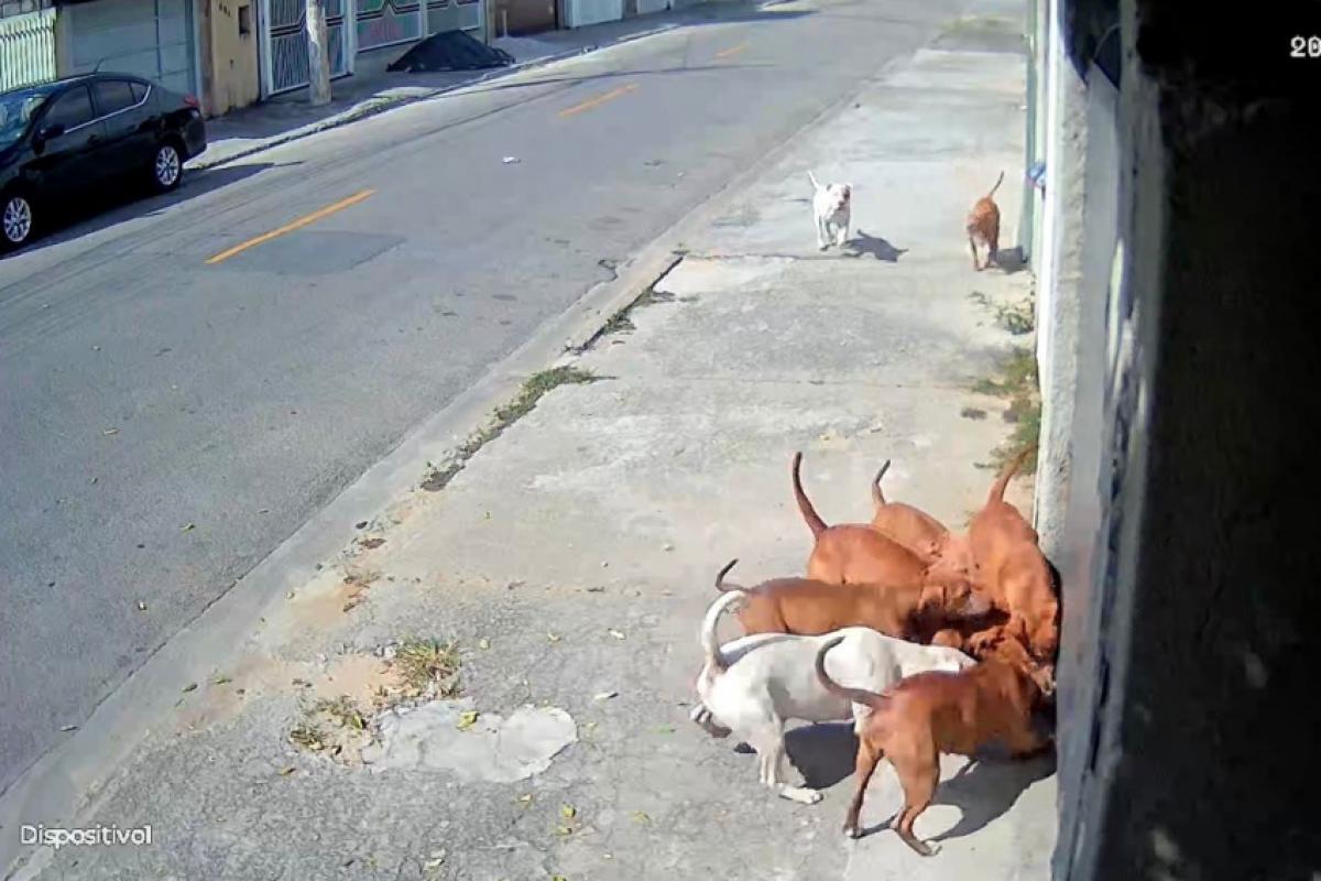 ataque animal, segurança no bairro, cães agressivos, guarda responsável