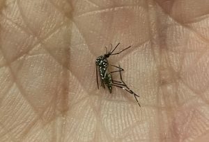 Mosquito Aedes aegypti preocupa moradores do Jardim Esplanada