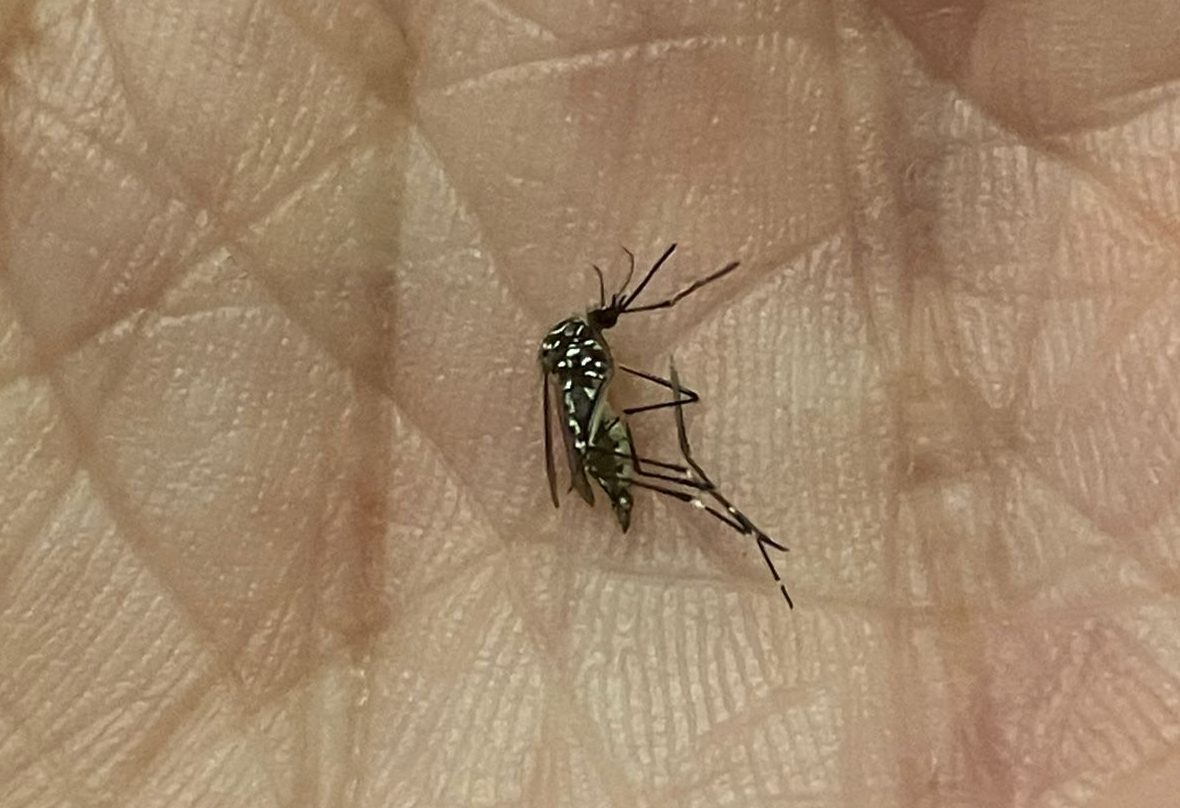 Mosquito Aedes aegypti preocupa moradores do Jardim Esplanada