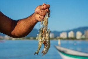Defeso do camarão começa nesta quarta no Litoral Norte de SP