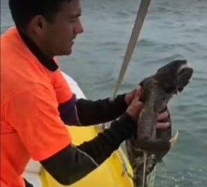 Bicho-preguiça é encontrado no mar e resgatado na Praia Brava, em Caraguatatuba