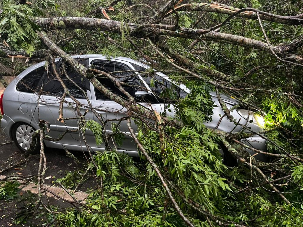 Rodovia SP-50 é interditada após árvore cair sobre veículo em São José
