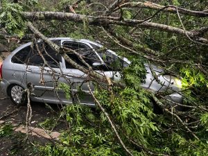 Rodovia SP-50 é interditada após árvore cair sobre veículo em São José