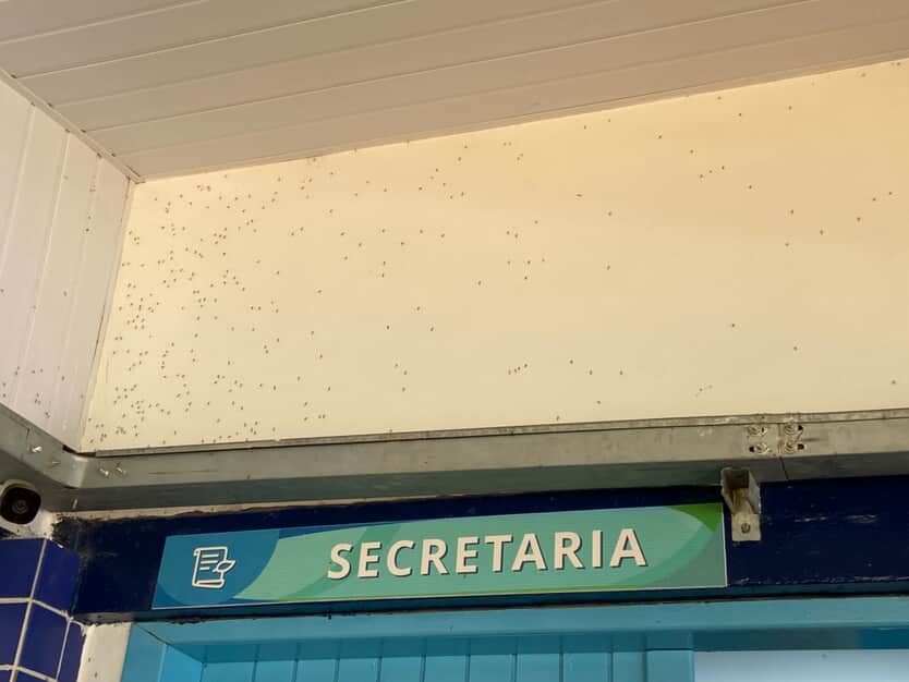 Fumacê no Jardim Aquarius será aplicada nesta sexta (20) após infestação de pernilongos e repercussão entre moradores.