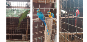 Araras-canindé e arara-vermelha foram apreendidas em cativeiro irregular em Campos do Jordão.