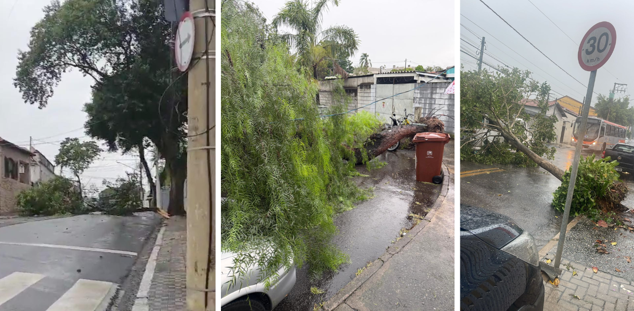 Vendaval e chuva forte provocaram queda de árvores em São José dos Campos neste domingo (1º).