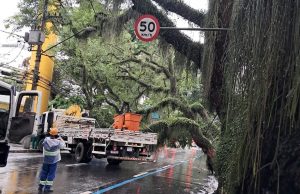 Queda de árvores em São José dos Campos provoca interdições e falta de energia
