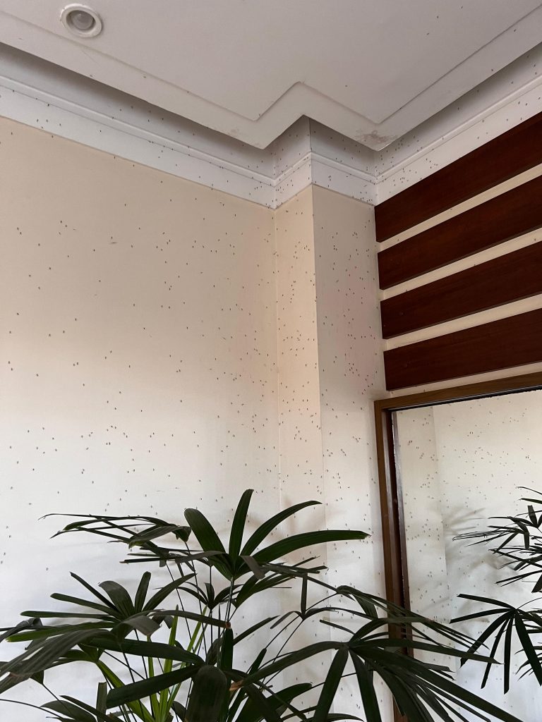 Infestação de Pernilongos