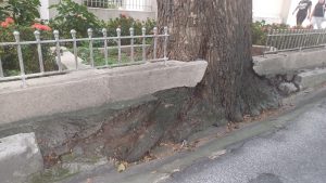 Solicitada por síndicos e moradores, supressão de árvore na Av. José Longo é negada pela prefeitura