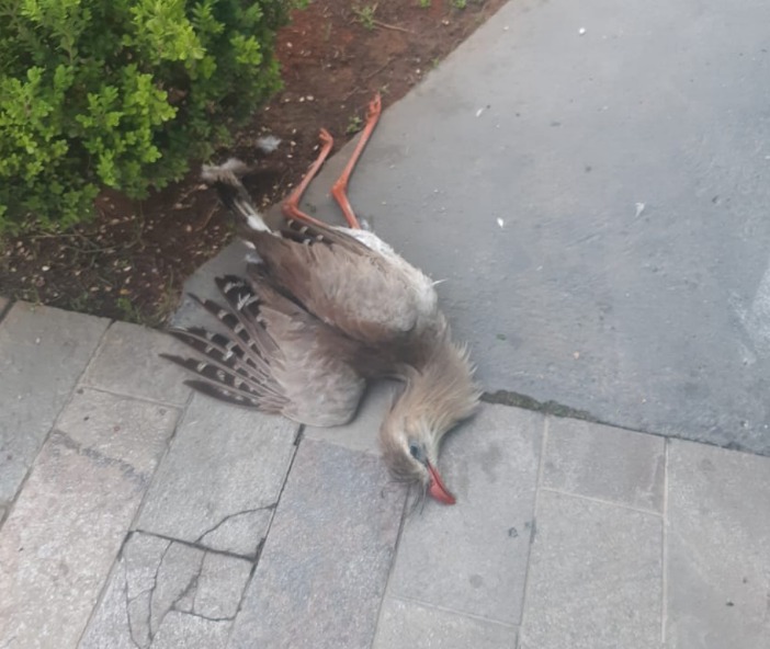 Denúncia à Polícia Ambiental sobre morte de seriema leva à autuação em Taubaté!
