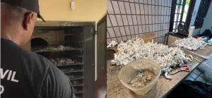 Plantação de cogumelos alucinógenos é descoberta em Ubatuba e homem é preso por tráfico