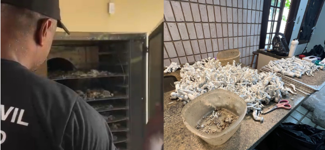 Plantação de cogumelos alucinógenos é descoberta em Ubatuba e homem é preso por tráfico