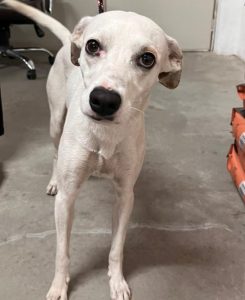 Cadela desaparecida em São José é localizada em Jacareí após dois meses e entregue à família