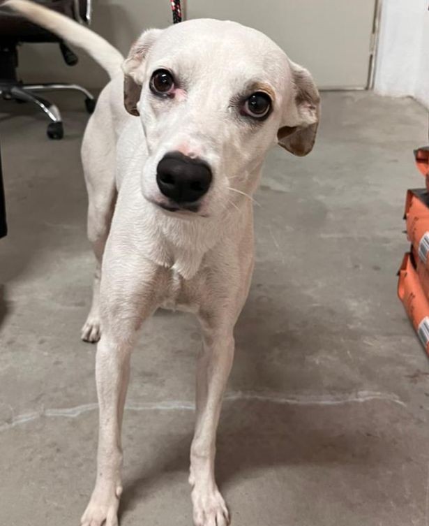 Cadela desaparecida em São José é localizada em Jacareí após dois meses e entregue à família