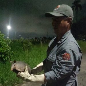 Tatu foi resgatado no quintal de uma casa em Caraguatatuba