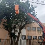 Rua Tufy Simão Filho interditada novamente para remoção de árvore