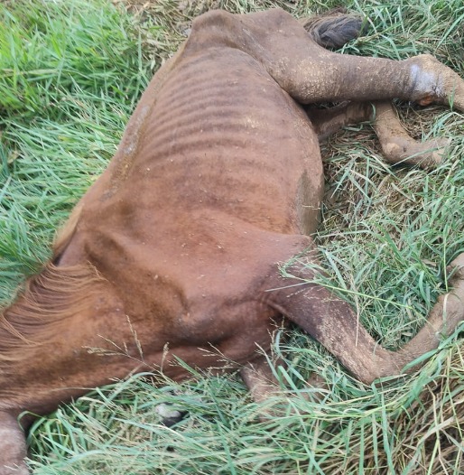 Polícia encontra cavalo em maus-tratos na zona norte de São José dos Campos e aciona resgate
