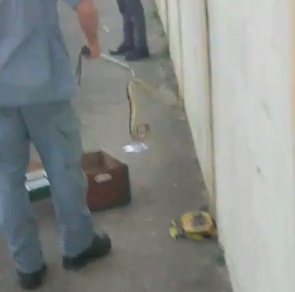 Cascavel é resgatada pelos Bombeiros na Via Oeste!