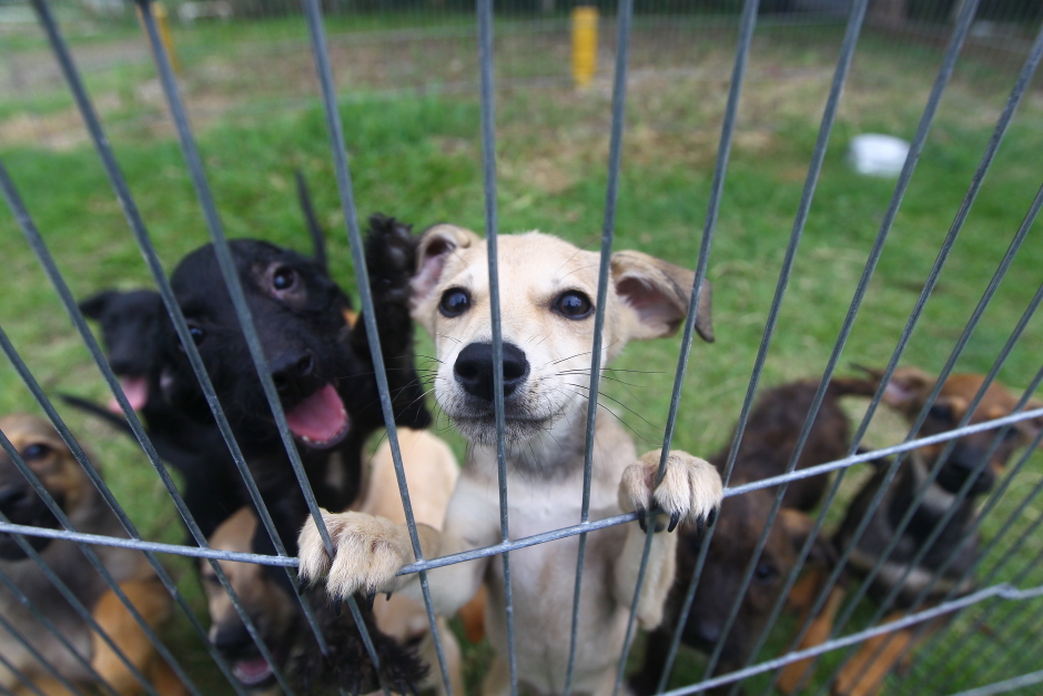 Reforma do CCZ vai melhorar condições e ampliar conforto para pets em São José dos Campos