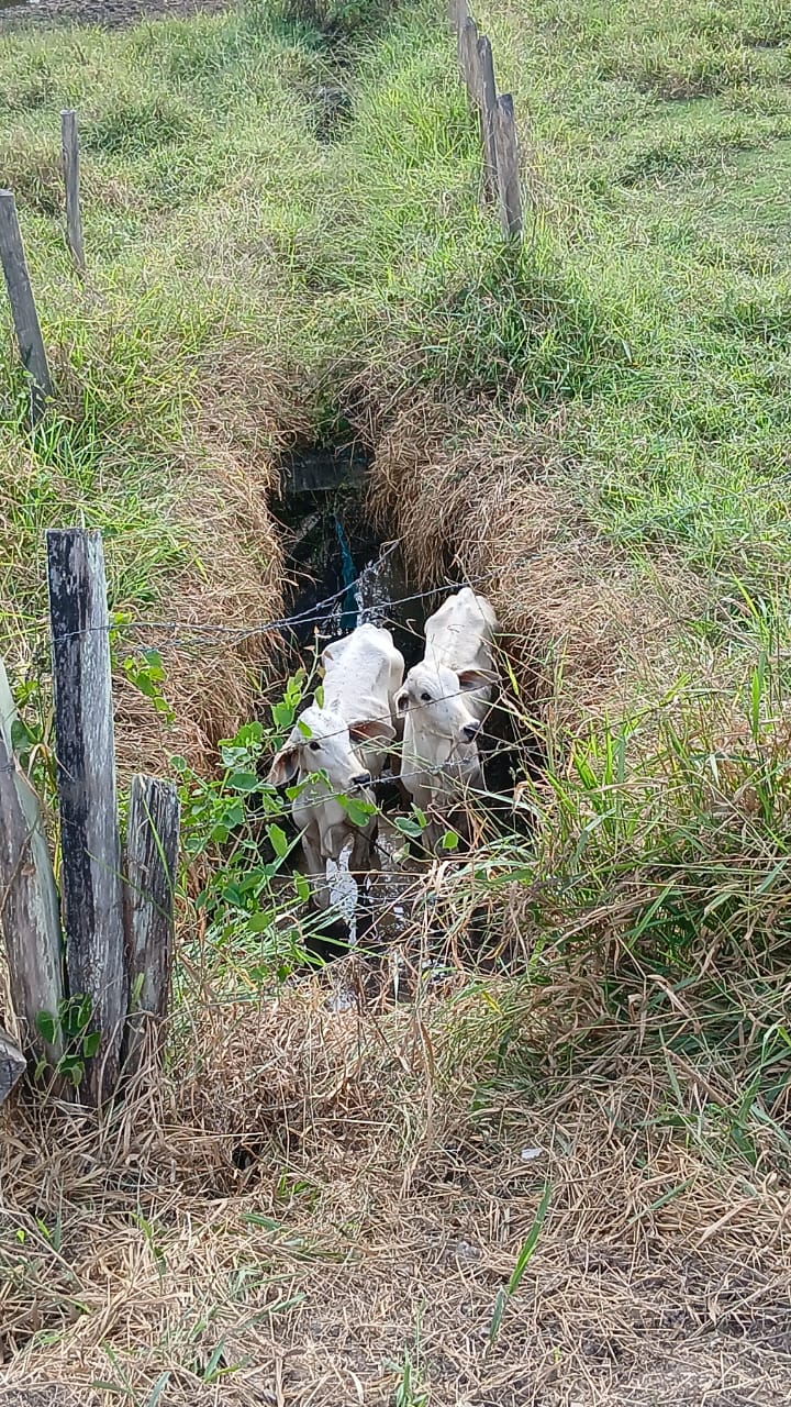 Bezerros presos em buraco são encontrados no Urbanova