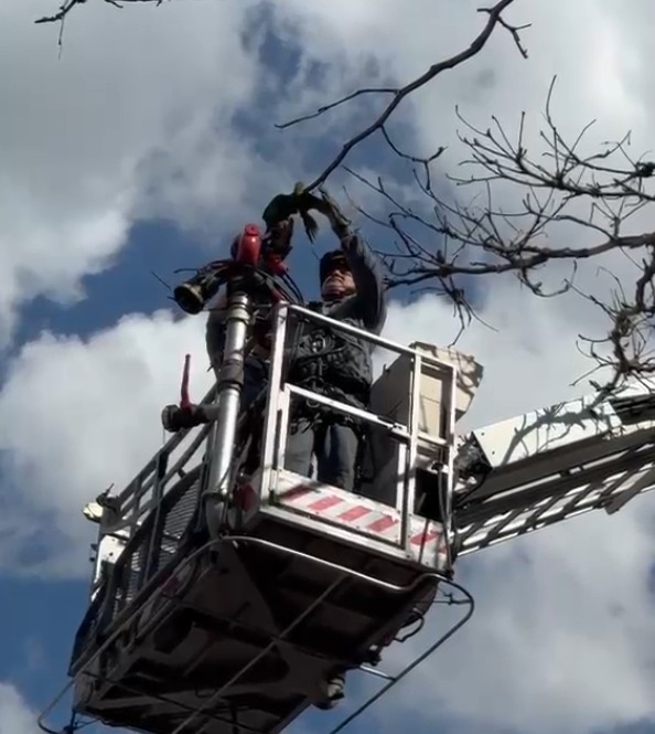Bombeiros resgatam maritaca presa em árvore na praça Manso Fukuda, em Taubaté