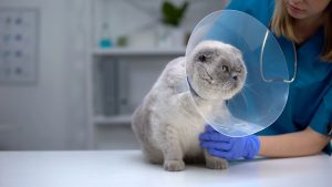 Castramóvel oferece castração gratuita de cães e gatos na região sul de São José dos Campos